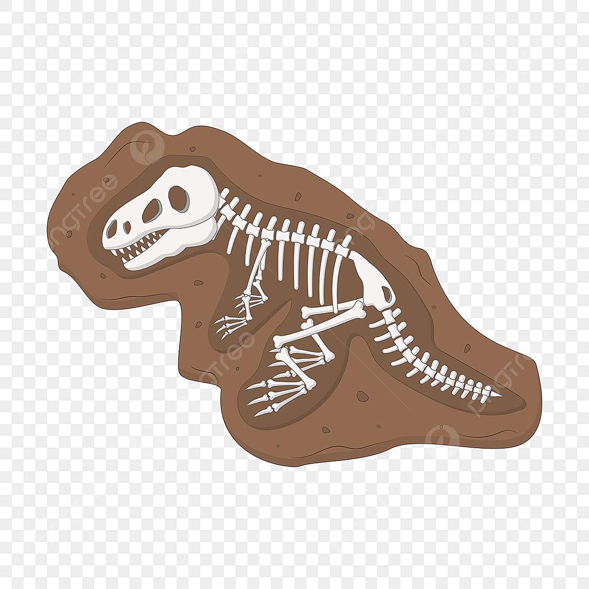 fossil clipart