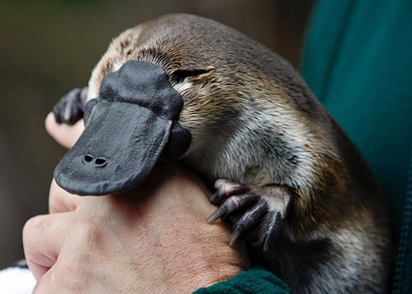 when does the platypus sale end