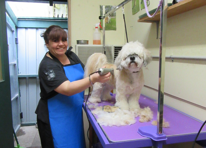 dog grooming camberwell