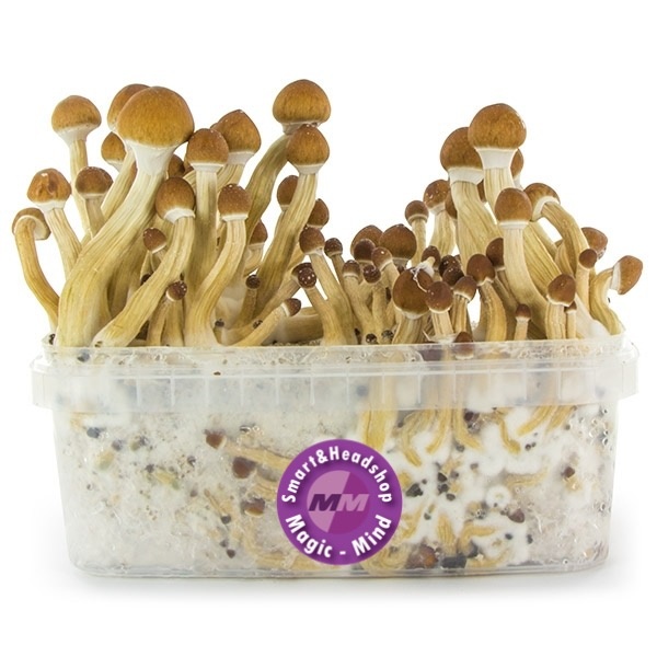 golden teacher mushroom kit