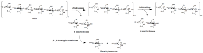 chitinase