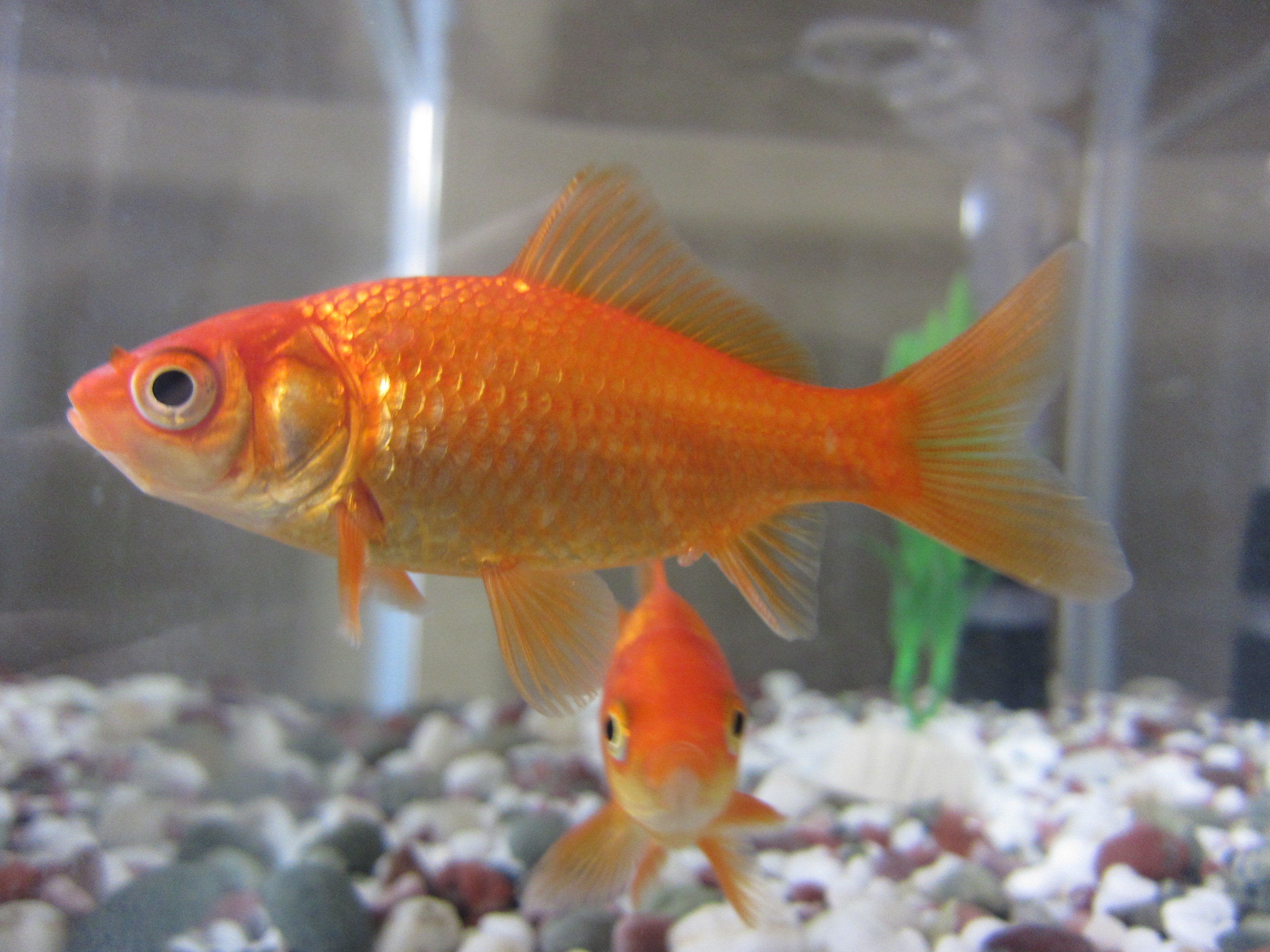 pic of gold fish