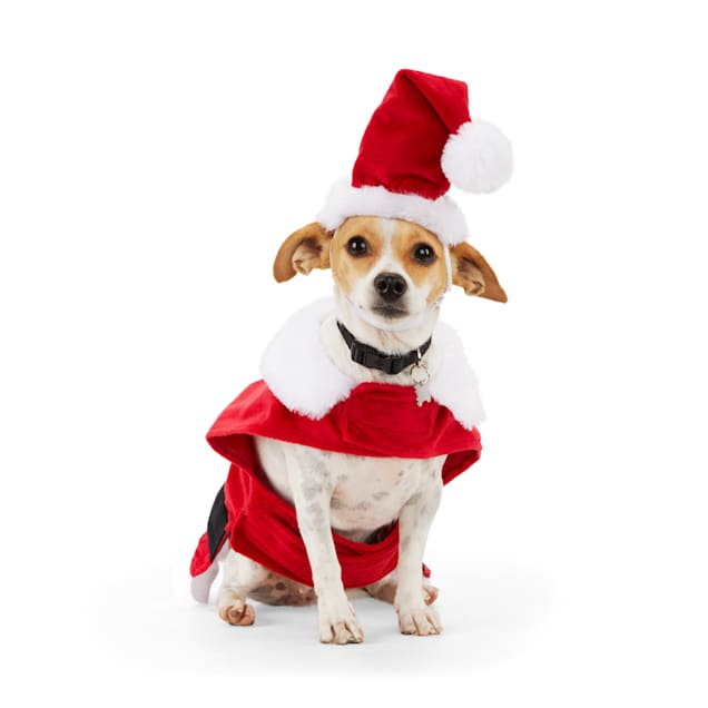 dog santa suit