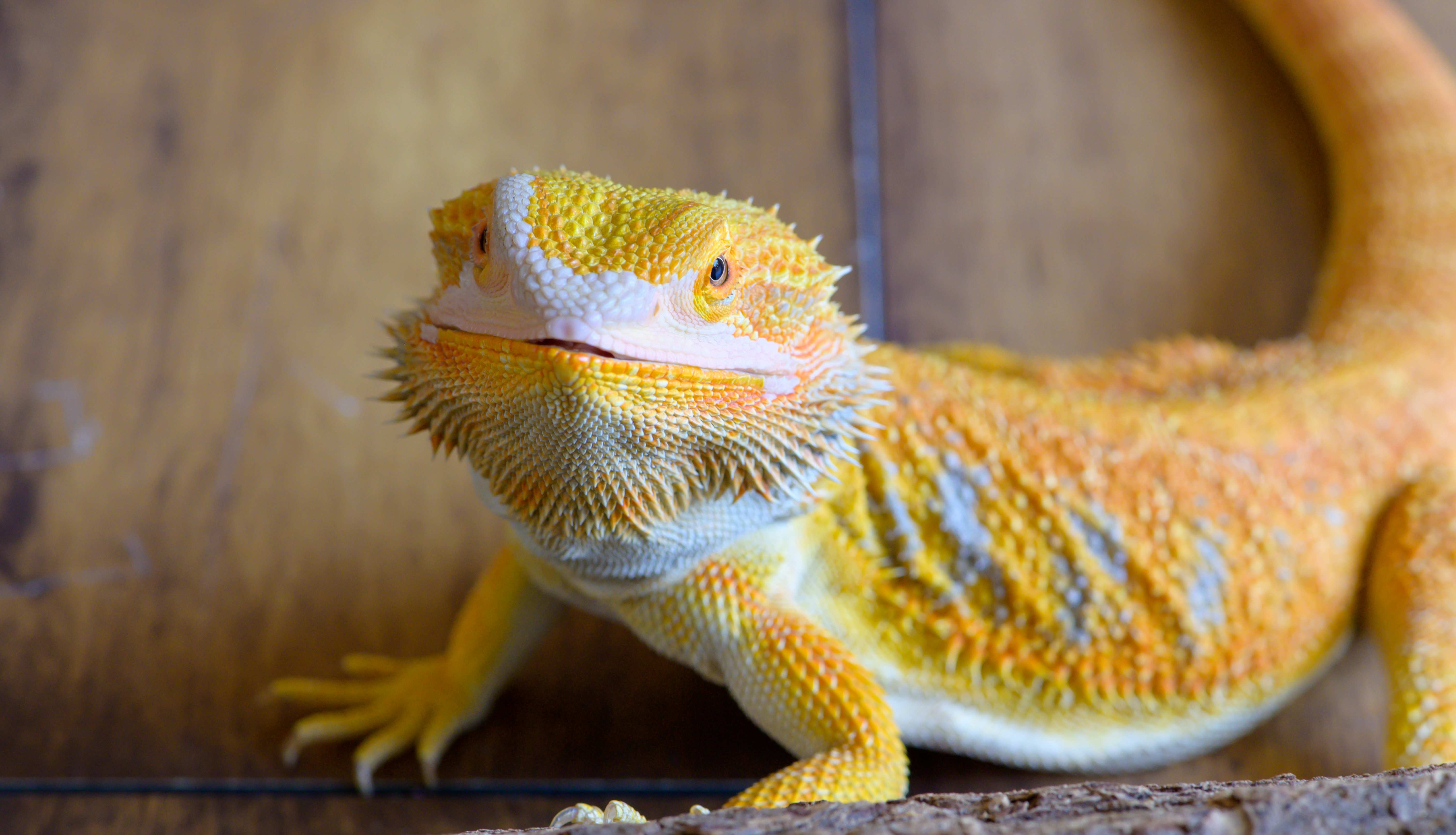 different types of bearded dragons