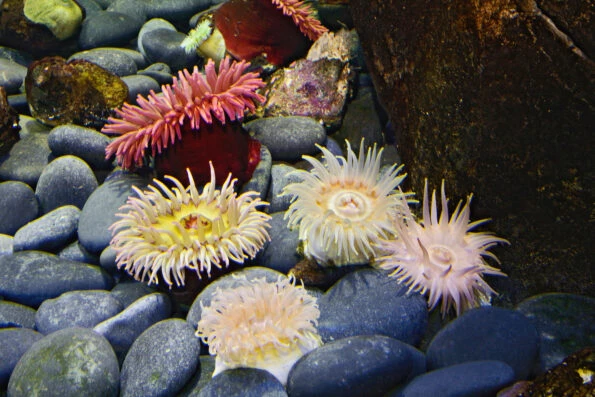 discount newport aquarium tickets kroger