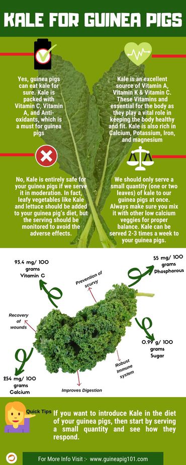 do guinea pigs eat kale