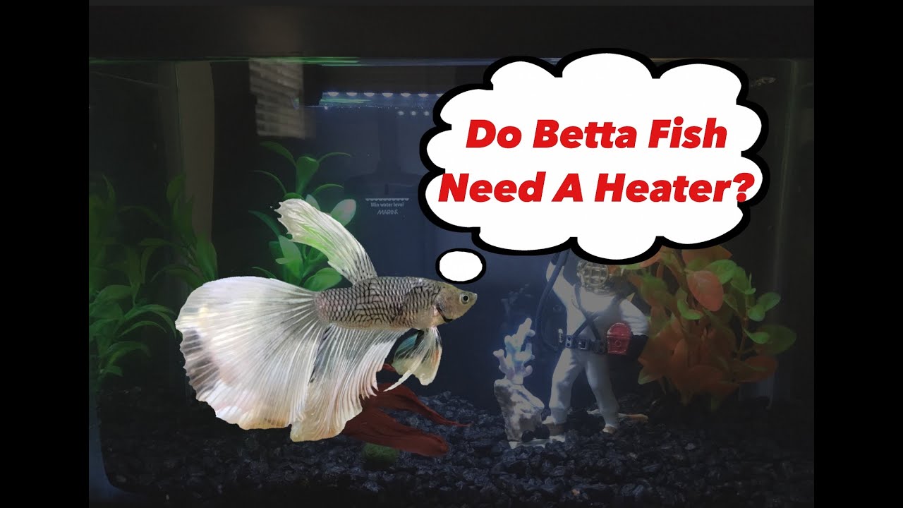 do i need a heater for a betta fish