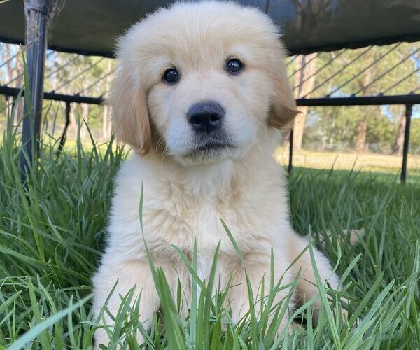 dogs for sale golden retriever puppies