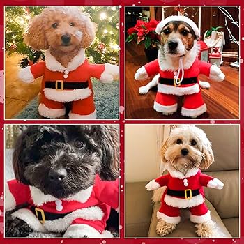 dogs in christmas costumes