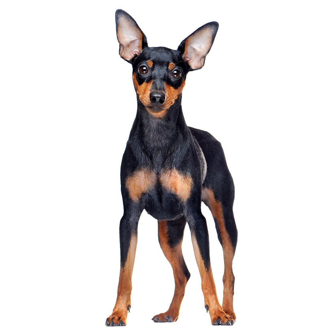 dogs pinscher