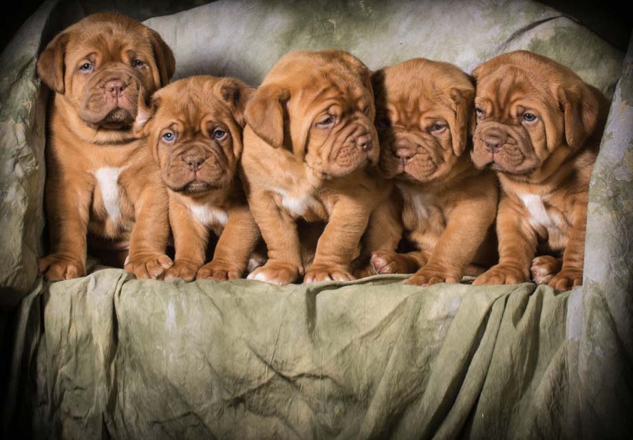 dogue de bordeaux french mastiff for sale