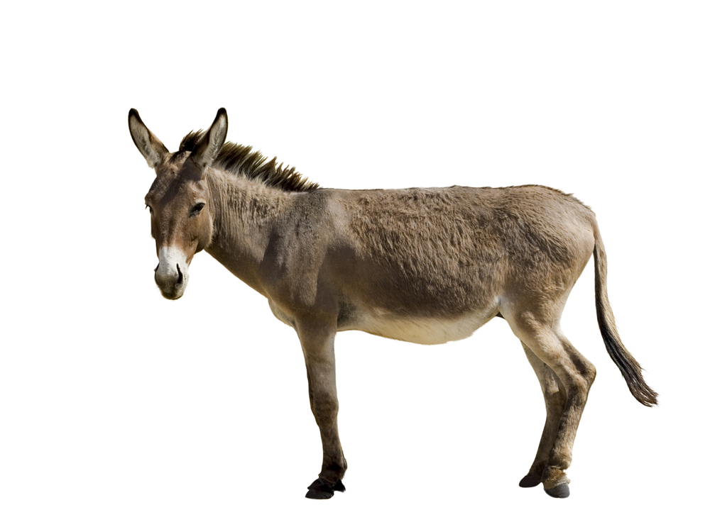 donkey from somewhere meaning in hindi