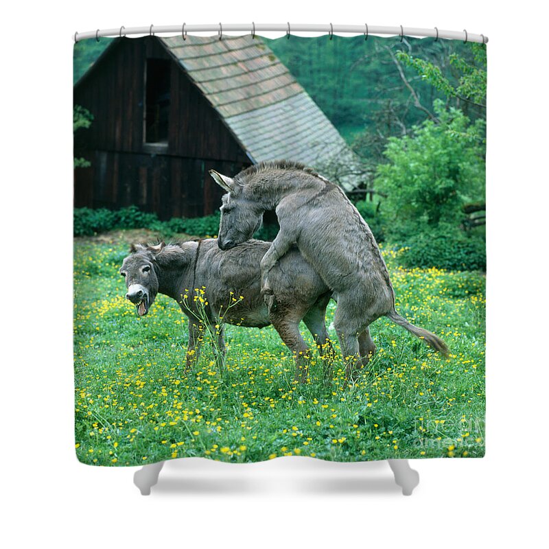 donkey mating