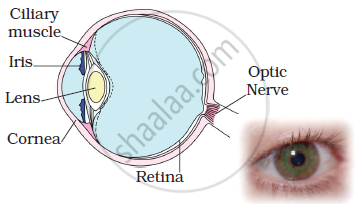 draw a labelled sketch of the human eye