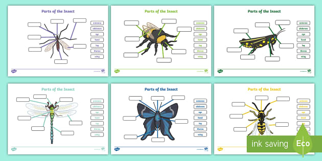 body parts of an insect labeling worksheet