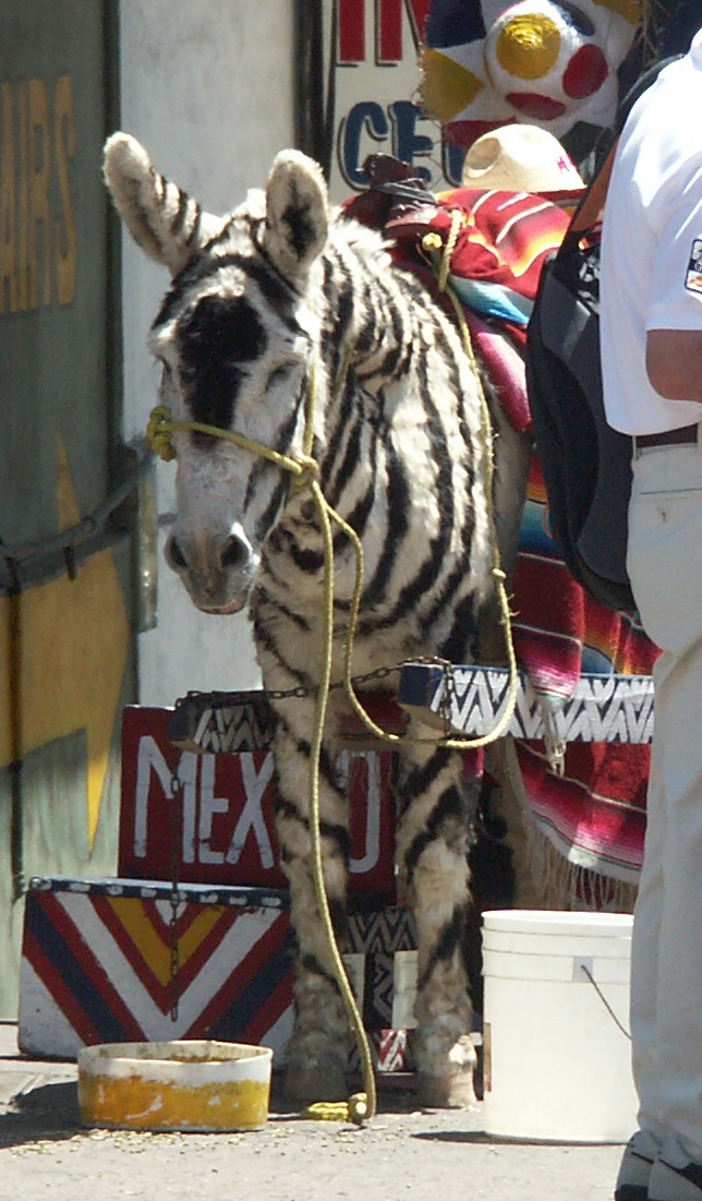 zonkeys