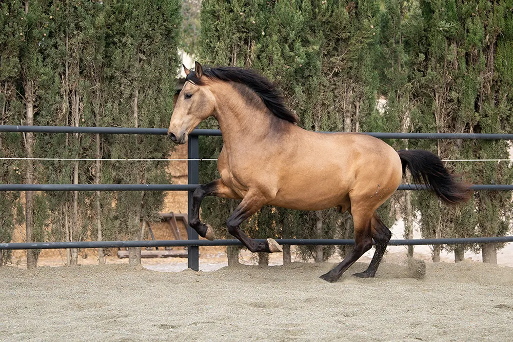 venta de caballos