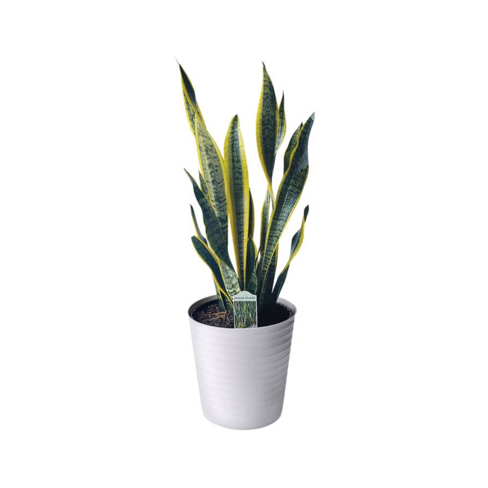 aldi houseplants