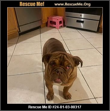 bulldog rescue las vegas