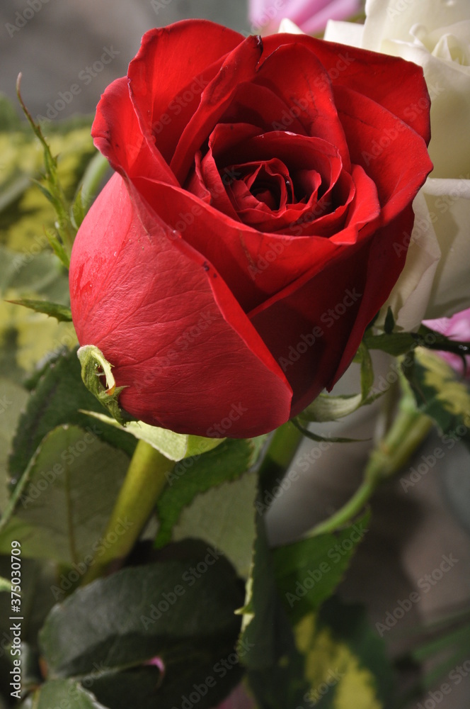 rosas hermosas rojas