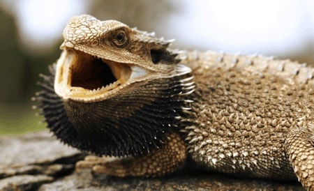 bearded dragon dark beard