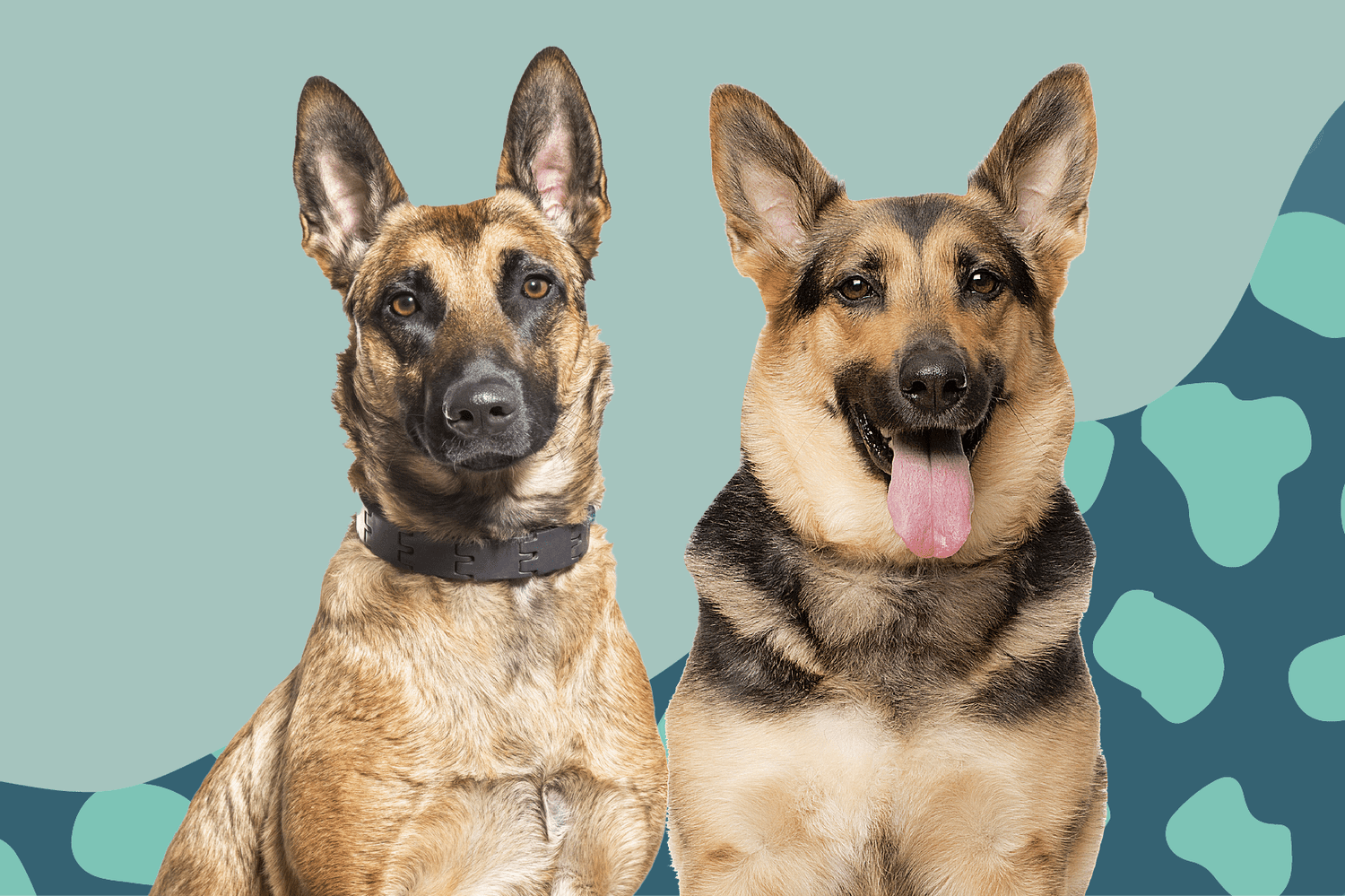 gsd/malinois