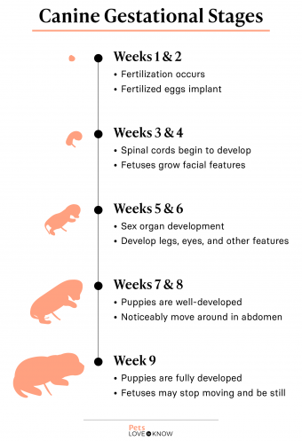 canine gestation calculator