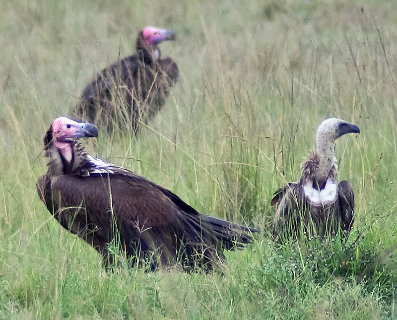 south african vulture crossword clue