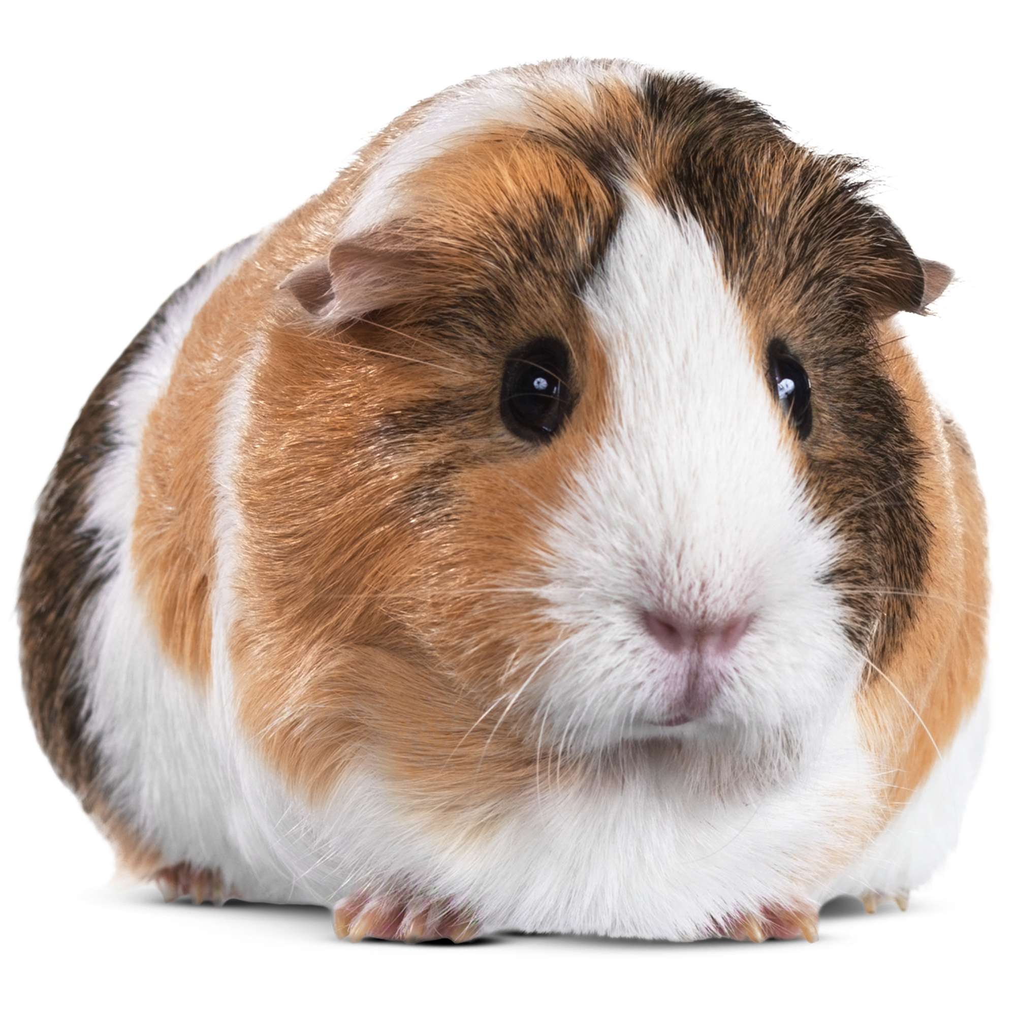 buy guinea pigs near me