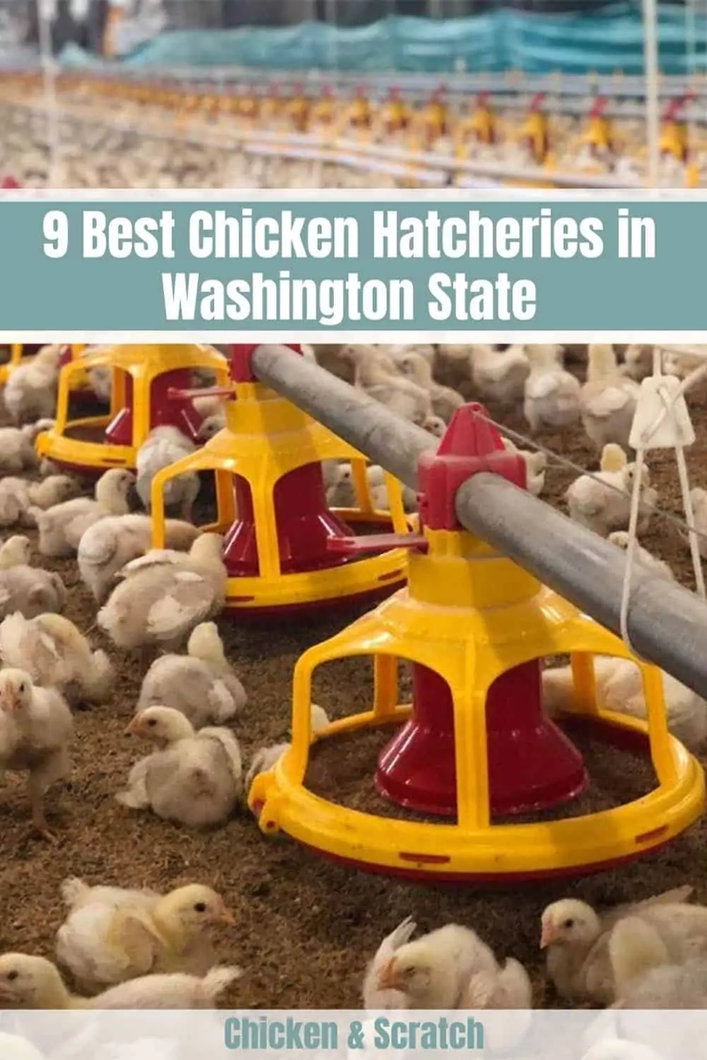 chicken hatcheries in washington state