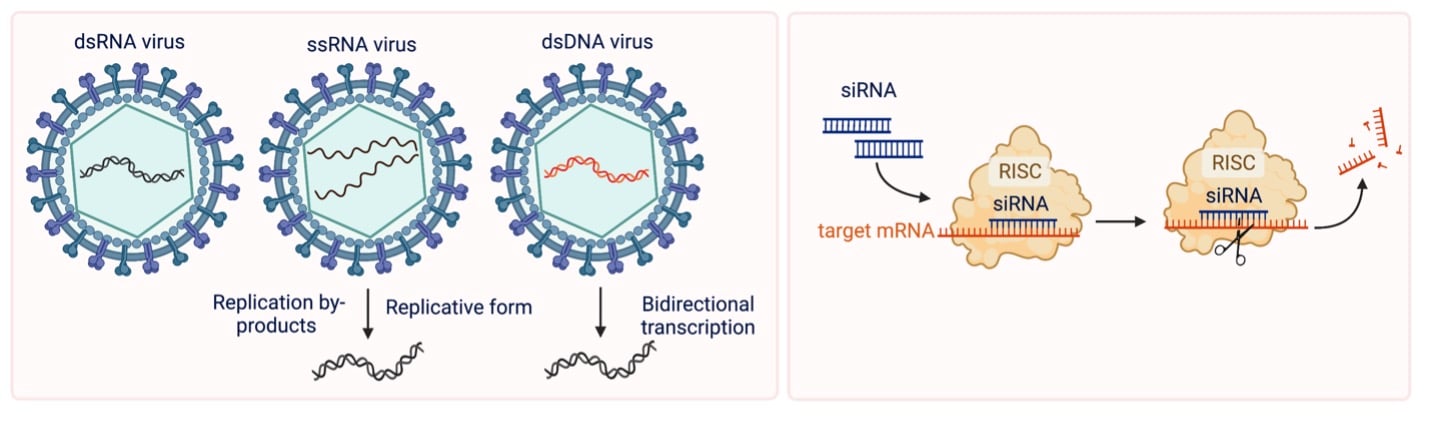 dsrna full form