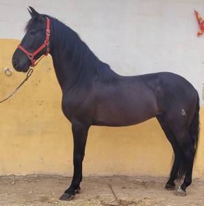 caballo negro en venta