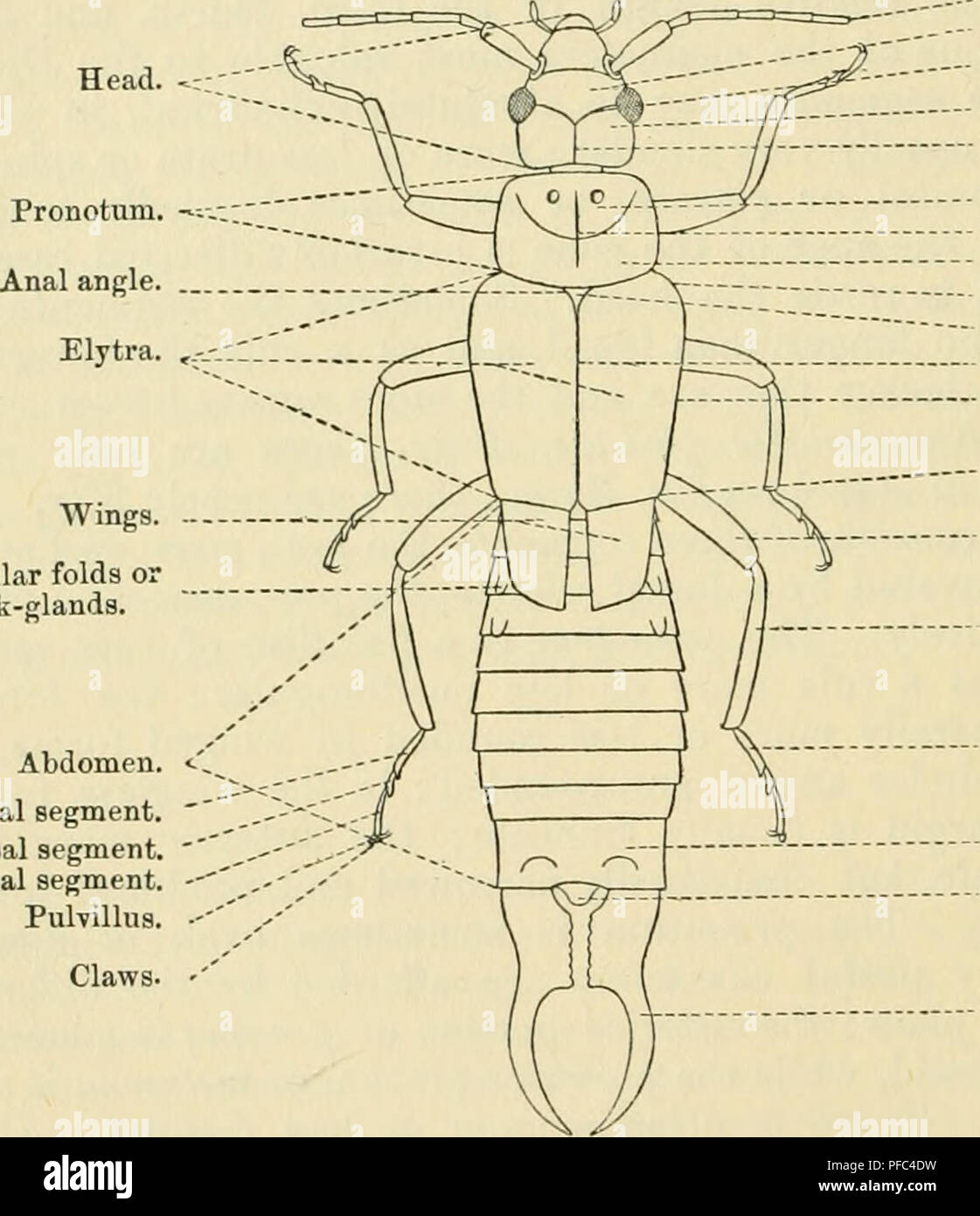 earwig diagram