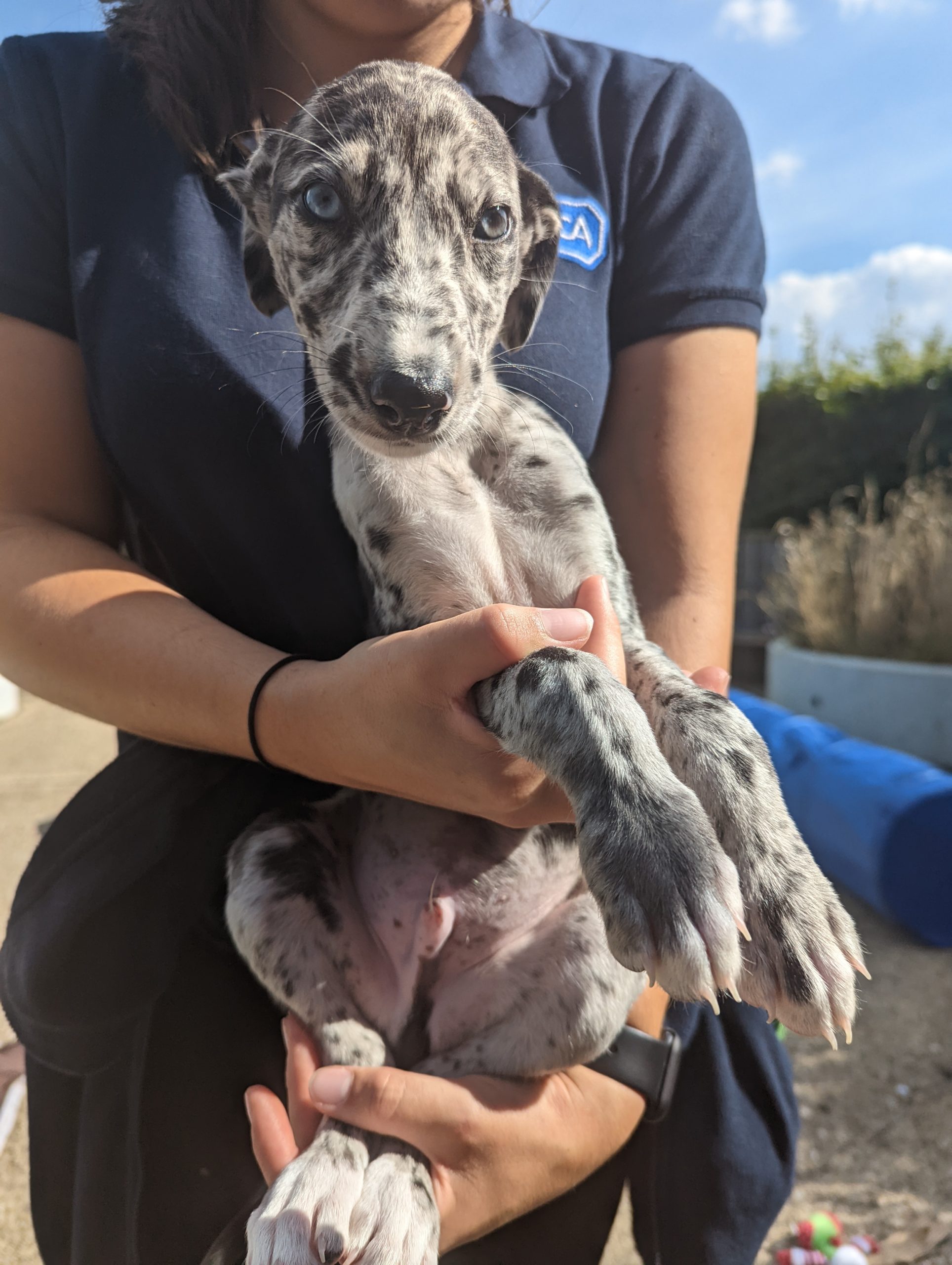 lurcher pups for sale