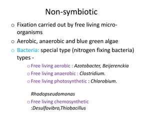 rhizobium is aerobic or anaerobic