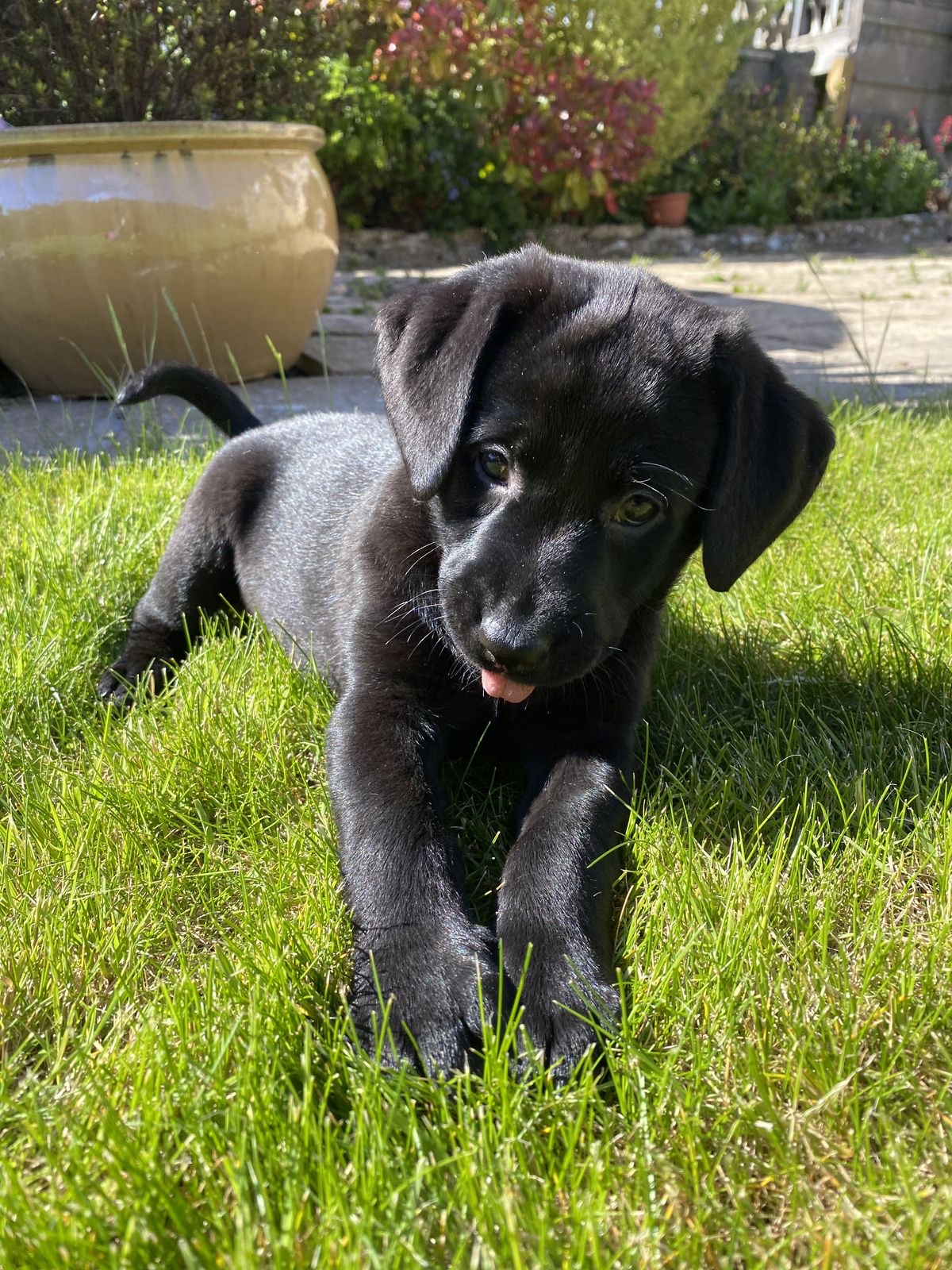 black labrador price