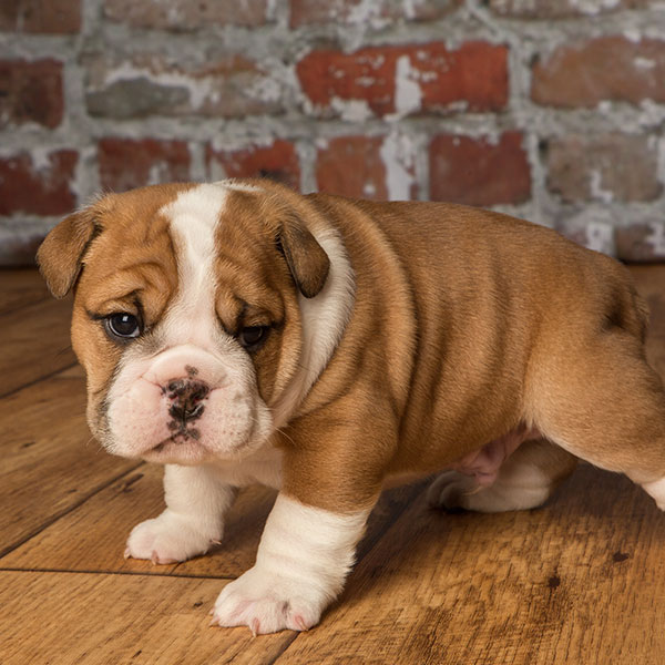 english bulldogs for sale