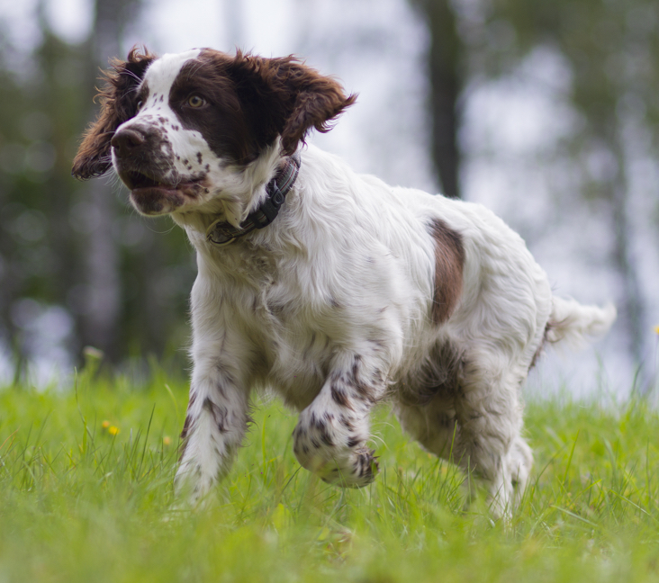 english springer spaniel puppies ontario