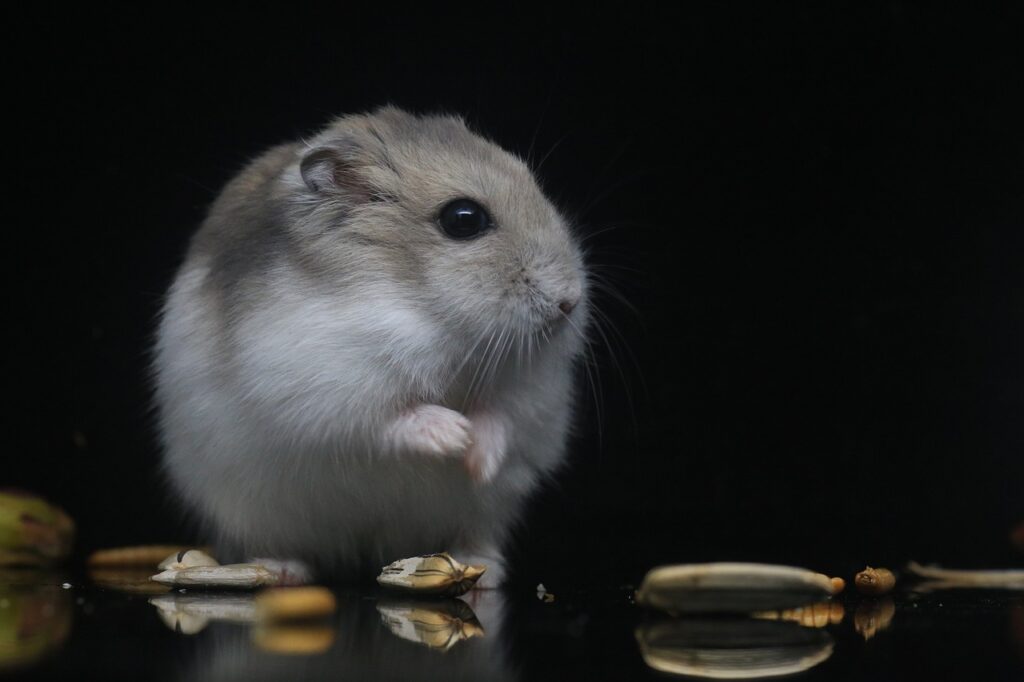 erkek hamster isimleri