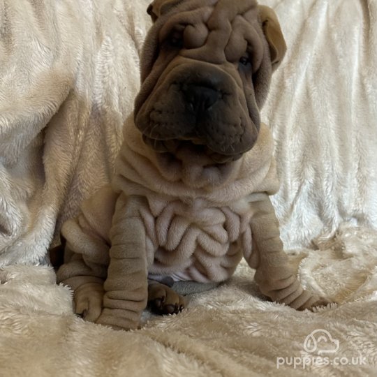 shar pei dog for sale uk