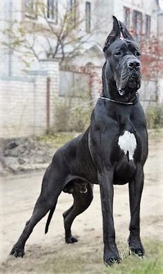 great dane pics