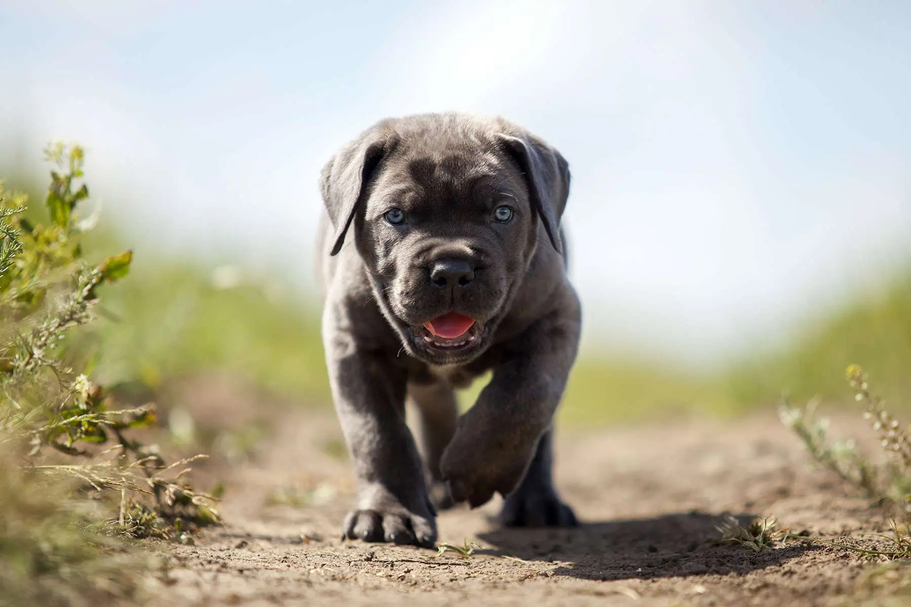 italian mastiff and pitbull mix