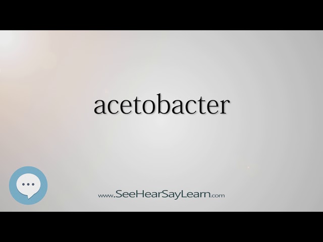 acetobacter pronunciation
