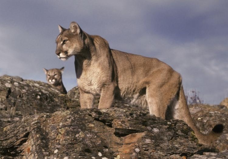 mountain lion new york