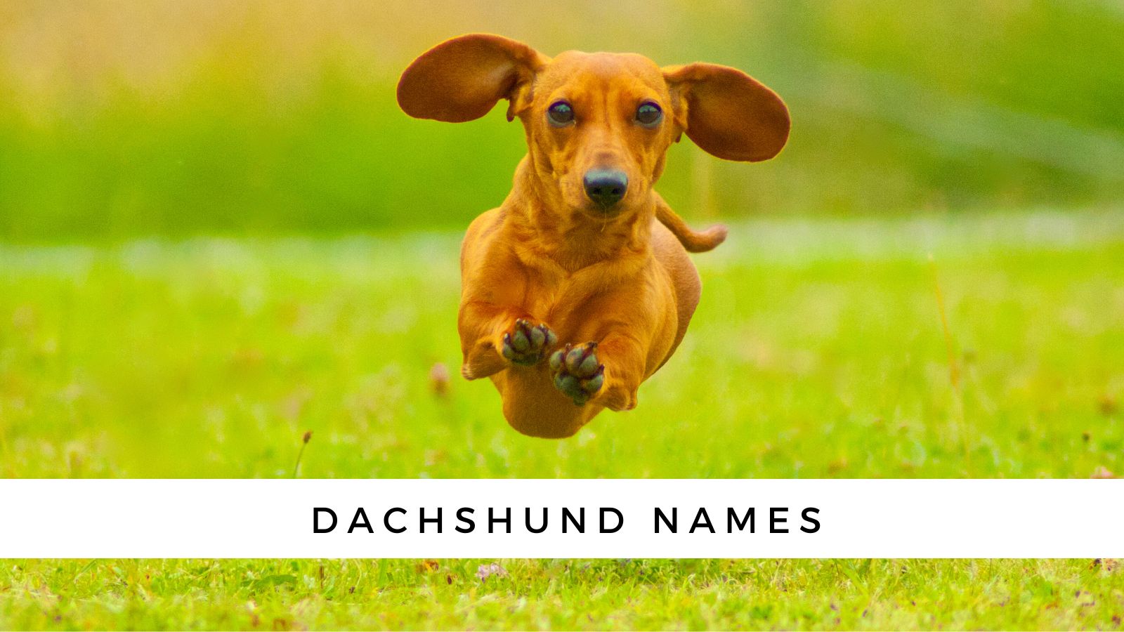 good wiener dog names