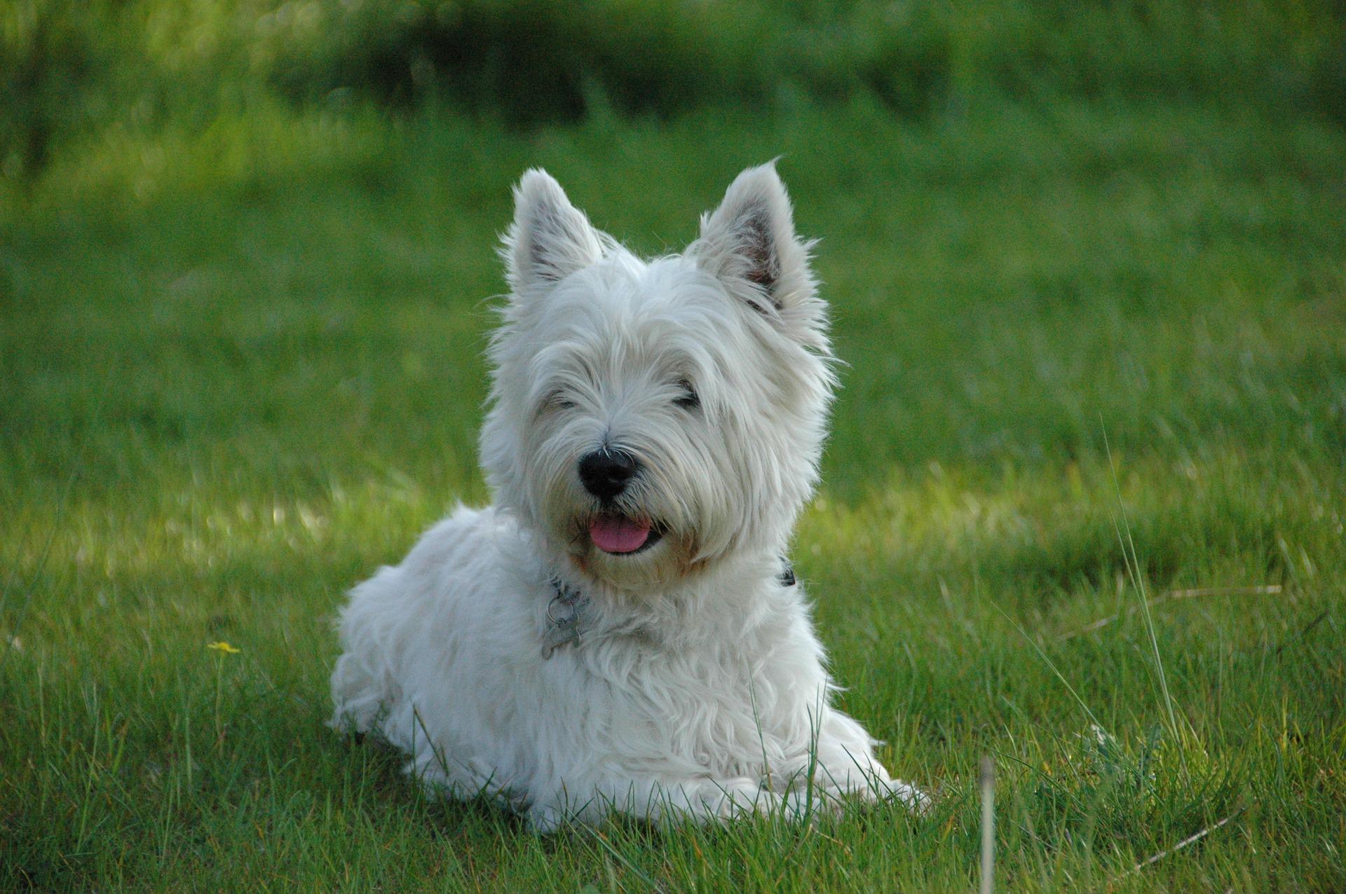 westie puppies for sale