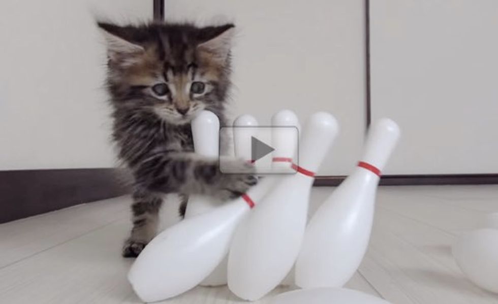 kitten bowling