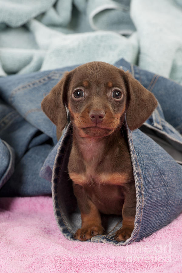 pictures of a dachshund puppy