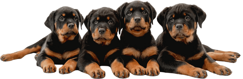 rottweiler puppies for sale near me