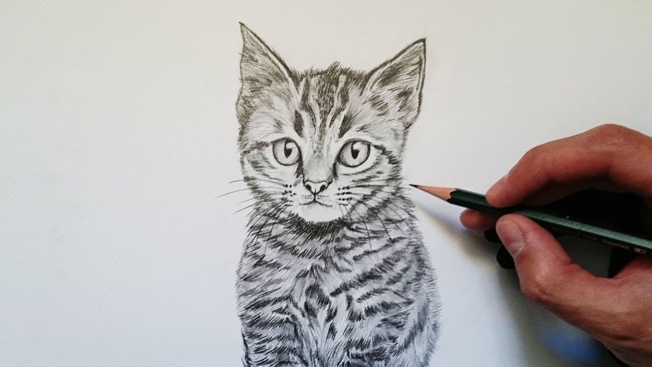 cómo dibujar un gato realista